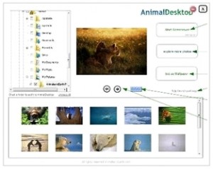 والپیپر Animal Desktop