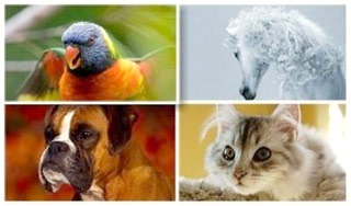 کاغذ دیواری Animals Wallpapers